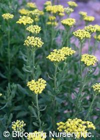 Achillea 'Moonwalker'                   